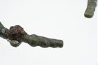 Foto von Bronzeknotenarmreif (NHMW-PRAE-026608)